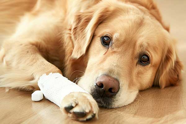 Dog with Bandage on Paw - Pet First Aid Level 2